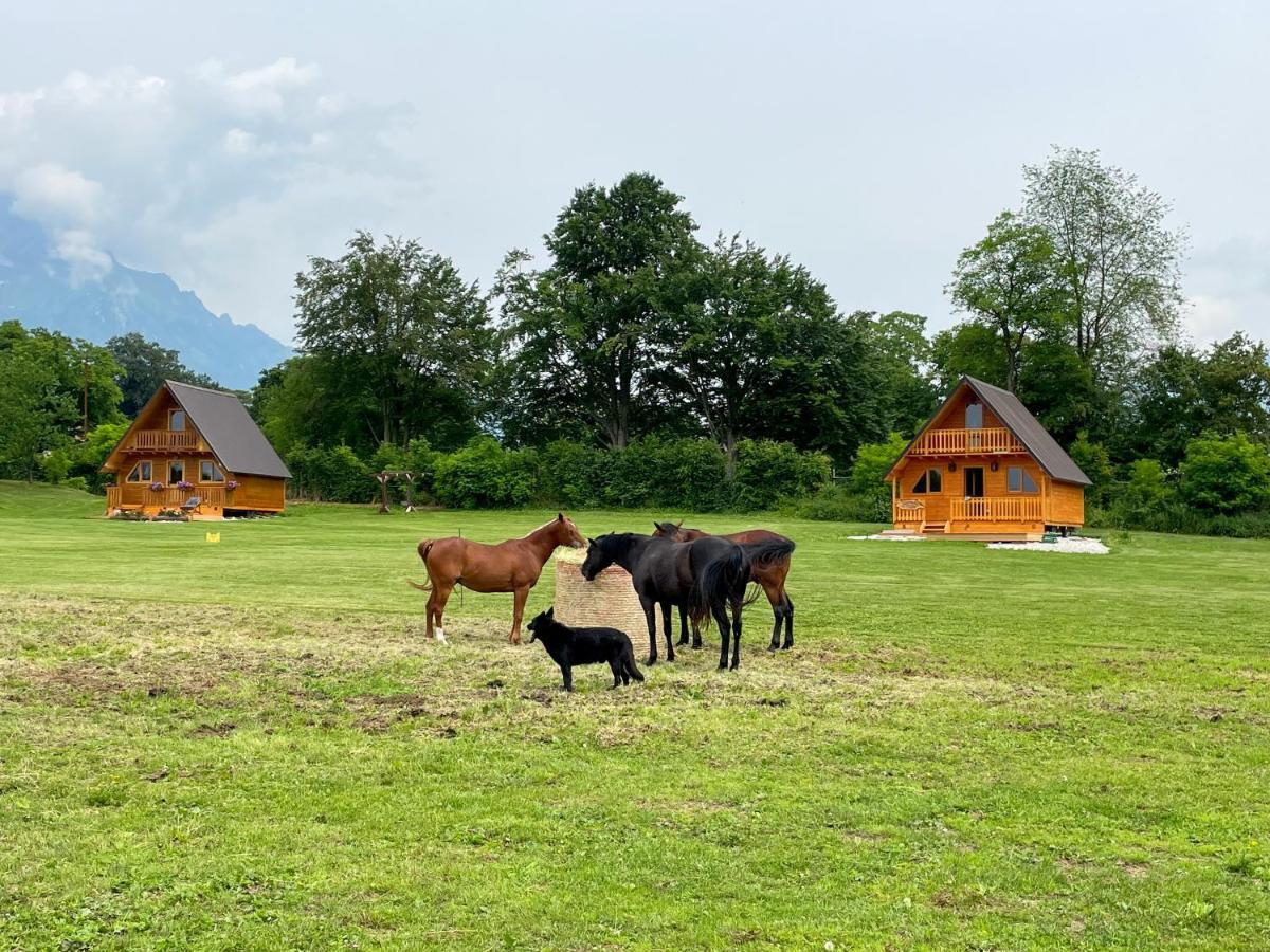 贝卢诺Agri Camp Dolomiti公寓 外观 照片